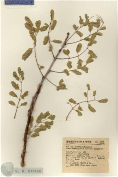 URN_catalog_HBHinton_herbarium_7746.jpg.jpg