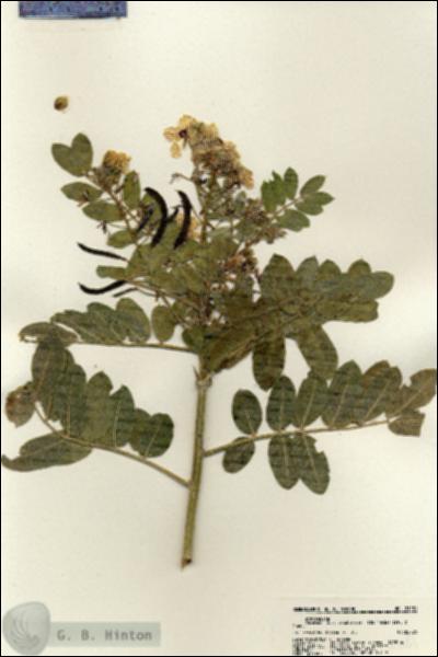 URN_catalog_HBHinton_herbarium_21181.jpg.jpg