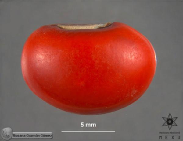 Erythrina-mexicana-FS4059-sem.jpg.jpg