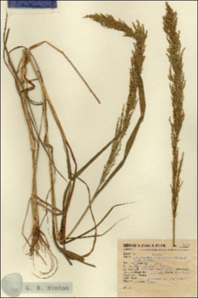 URN_catalog_HBHinton_herbarium_2565.jpg.jpg