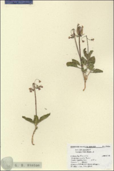 URN_catalog_HBHinton_herbarium_27630.jpg.jpg
