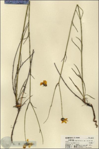 URN_catalog_HBHinton_herbarium_22039.jpg.jpg