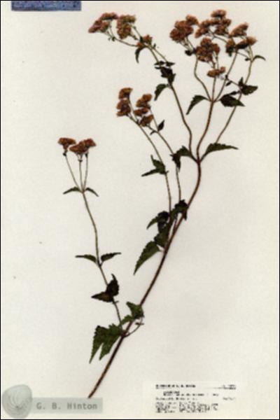 URN_catalog_HBHinton_herbarium_20750.jpg.jpg