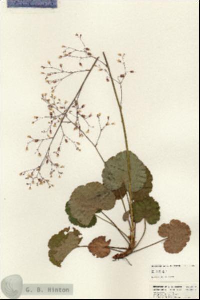 URN_catalog_HBHinton_herbarium_24880.jpg.jpg