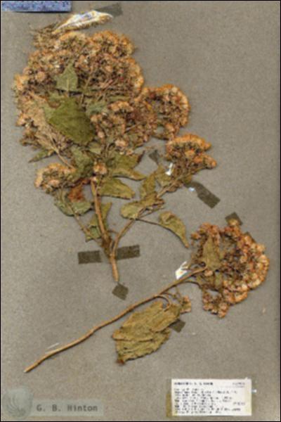 URN_catalog_HBHinton_herbarium_19318.jpg.jpg