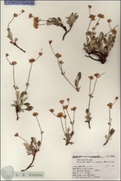 URN_catalog_HBHinton_herbarium_18500.jpg.jpg