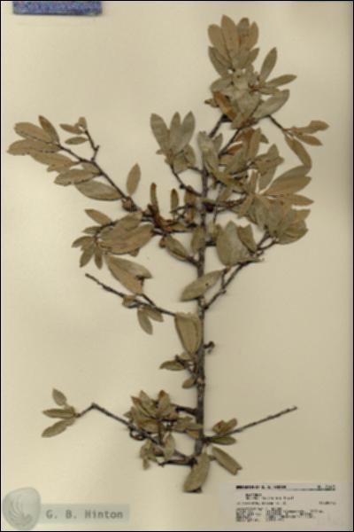 URN_catalog_HBHinton_herbarium_21465.jpg.jpg