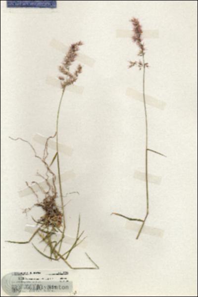 URN_catalog_HBHinton_herbarium_19964.jpg.jpg