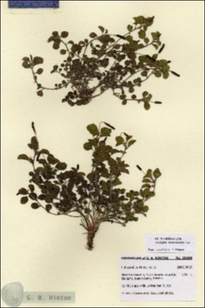 URN_catalog_HBHinton_herbarium_28689.jpg.jpg