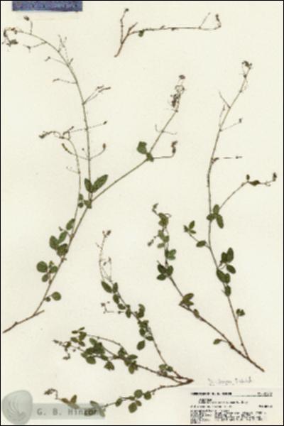 URN_catalog_HBHinton_herbarium_21278.jpg.jpg
