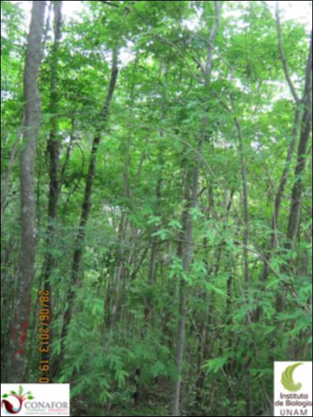 77577_S1_ARC_20130628_007_001.jpg.jpg