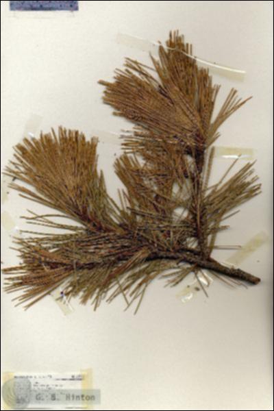 URN_catalog_HBHinton_herbarium_18362.jpg.jpg