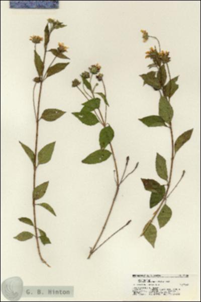 URN_catalog_HBHinton_herbarium_21406.jpg.jpg