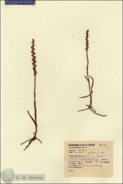 URN_catalog_HBHinton_herbarium_626.jpg.jpg