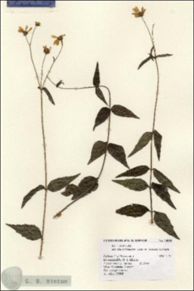URN_catalog_HBHinton_herbarium_14898.jpg.jpg
