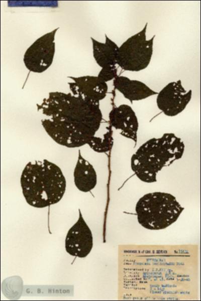 URN_catalog_HBHinton_herbarium_15432.jpg.jpg