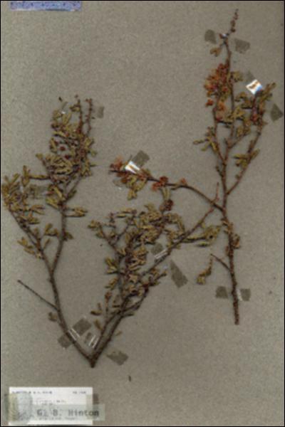 URN_catalog_HBHinton_herbarium_17654.jpg.jpg