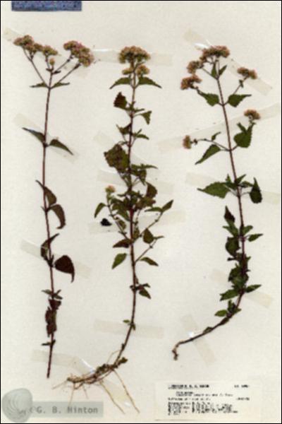 URN_catalog_HBHinton_herbarium_19987.jpg.jpg