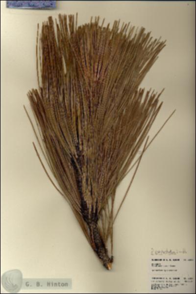 URN_catalog_HBHinton_herbarium_22051.jpg.jpg