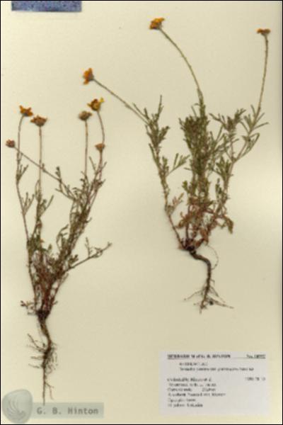 URN_catalog_HBHinton_herbarium_18997.jpg.jpg