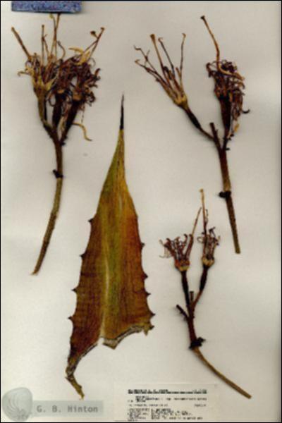 URN_catalog_HBHinton_herbarium_20632.jpg.jpg