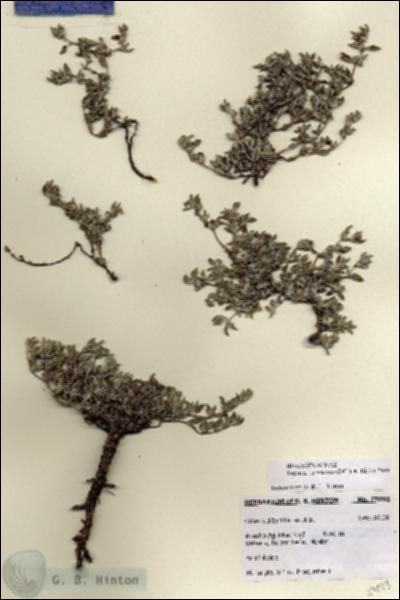 URN_catalog_HBHinton_herbarium_27093.jpg.jpg