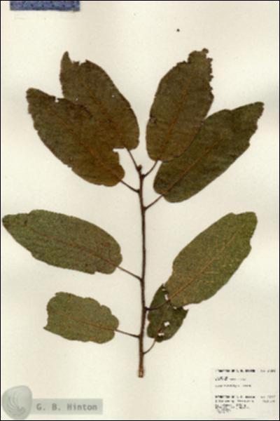 URN_catalog_HBHinton_herbarium_24293.jpg.jpg