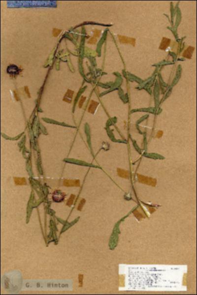 URN_catalog_HBHinton_herbarium_18264.jpg.jpg