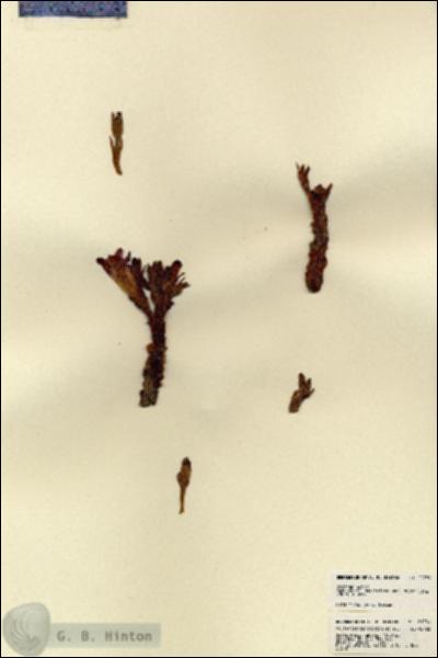 URN_catalog_HBHinton_herbarium_21789.jpg.jpg