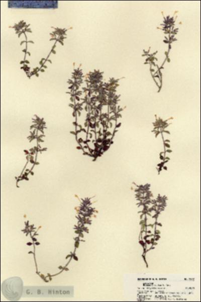 URN_catalog_HBHinton_herbarium_21907.jpg.jpg