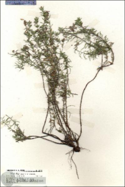 URN_catalog_HBHinton_herbarium_20003.jpg.jpg