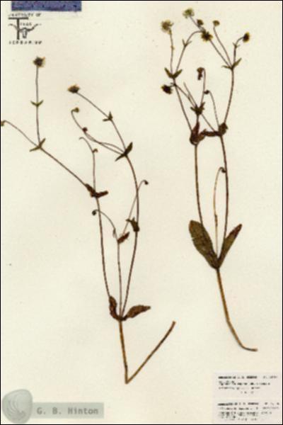 URN_catalog_HBHinton_herbarium_26080.jpg.jpg