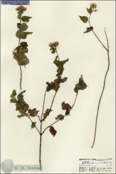URN_catalog_HBHinton_herbarium_21763.jpg.jpg
