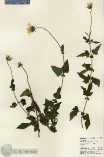 URN_catalog_HBHinton_herbarium_23660.jpg.jpg