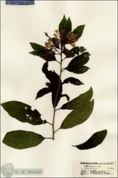 URN_catalog_HBHinton_herbarium_21295.jpg.jpg