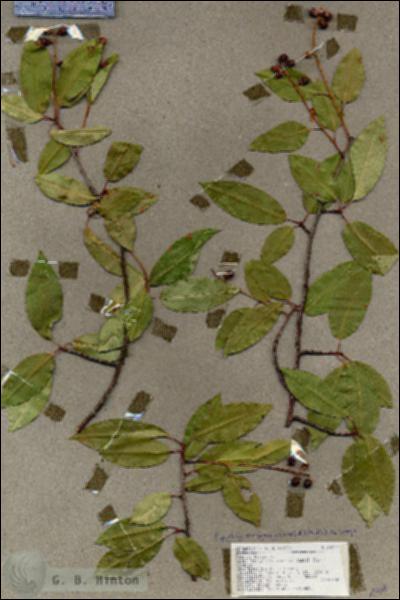 URN_catalog_HBHinton_herbarium_18714.jpg.jpg