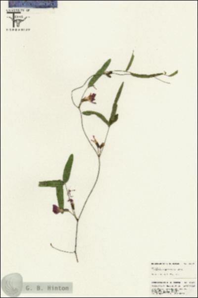 URN_catalog_HBHinton_herbarium_25609.jpg.jpg