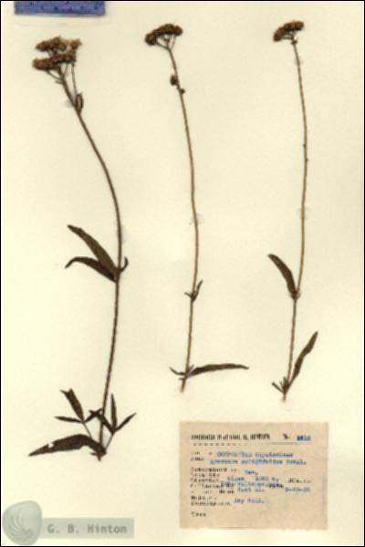 URN_catalog_HBHinton_herbarium_1815.jpg.jpg