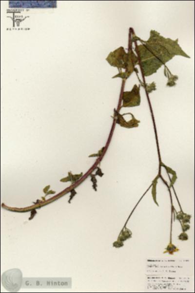 URN_catalog_HBHinton_herbarium_25578.jpg.jpg