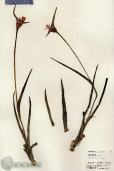 URN_catalog_HBHinton_herbarium_24495.jpg.jpg