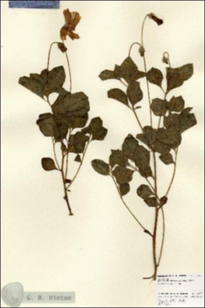 URN_catalog_HBHinton_herbarium_22937.jpg.jpg