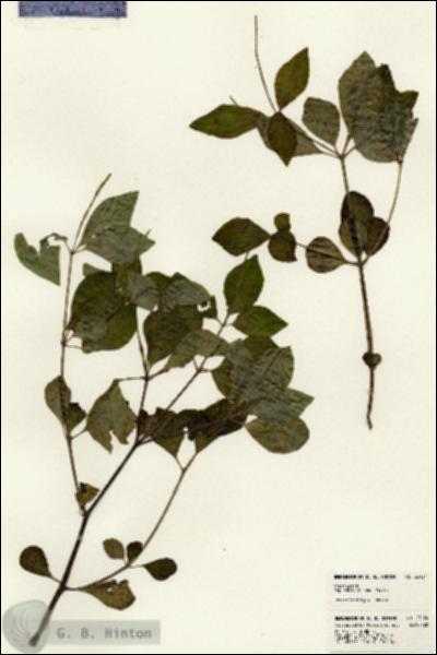 URN_catalog_HBHinton_herbarium_23124.jpg.jpg