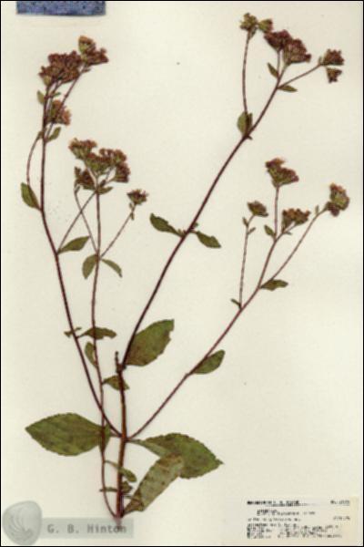 URN_catalog_HBHinton_herbarium_21664.jpg.jpg