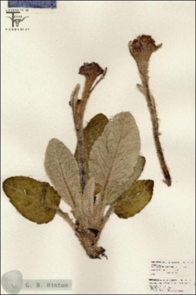 URN_catalog_HBHinton_herbarium_26557.jpg.jpg