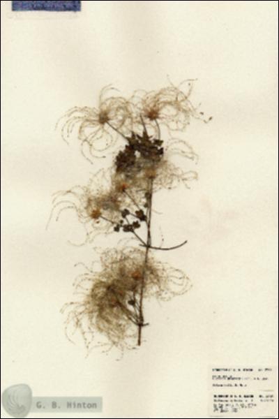 URN_catalog_HBHinton_herbarium_23601.jpg.jpg