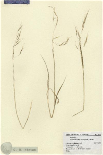 URN_catalog_HBHinton_herbarium_2444.jpg.jpg