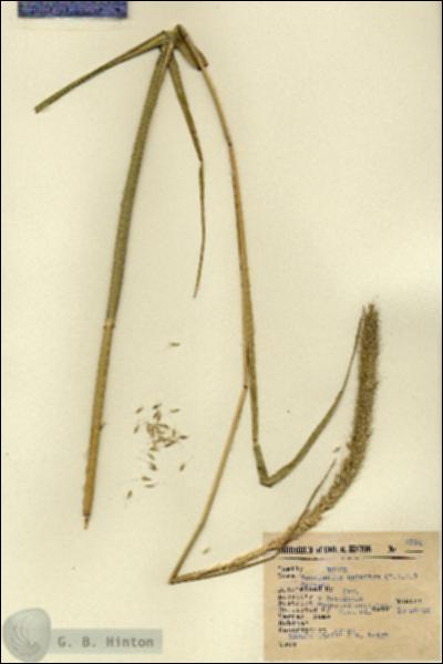 URN_catalog_HBHinton_herbarium_6794.jpg.jpg