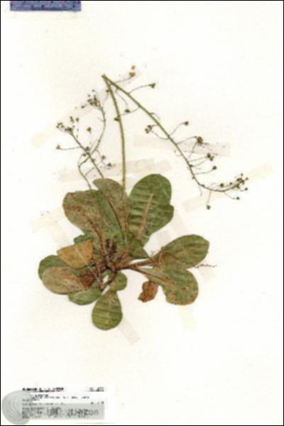 URN_catalog_HBHinton_herbarium_19939.jpg.jpg