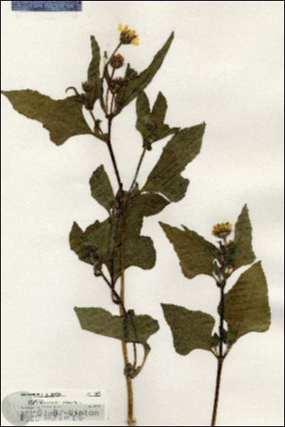 URN_catalog_HBHinton_herbarium_20478.jpg.jpg