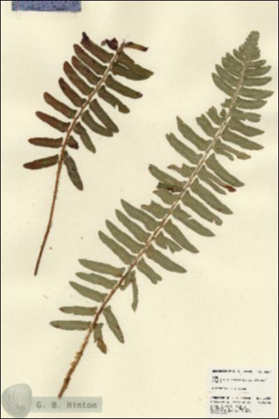 URN_catalog_HBHinton_herbarium_22681.jpg.jpg